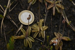 Pinguicula lusitanica