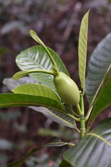 Gardenia oudiepe