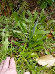 Liliales