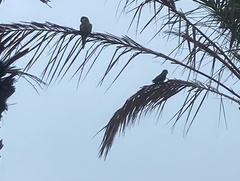 Myiopsitta monachus