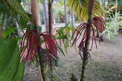 Pinanga