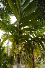 Pinanga