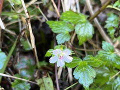Geranium wilfordii