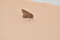 Cerastis faceta