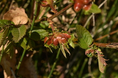 Dryocosmus kuriphilus