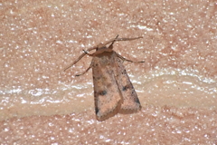 Cerastis faceta