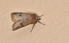 Cerastis faceta
