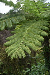 Sphaeropteris intermedia