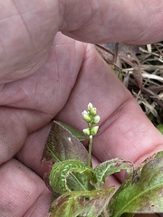 Persicaria virginiana