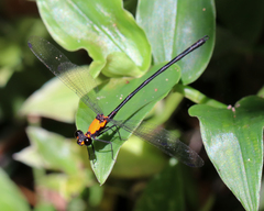 Austroargiolestes chrysoides