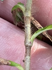 Persicaria virginiana