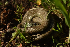 Natrix astreptophora
