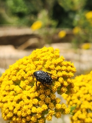 Oxythyrea marginalis