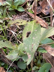 Persicaria virginiana