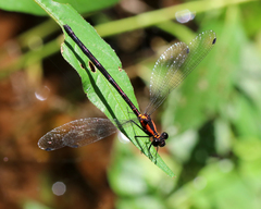 Austroargiolestes chrysoides