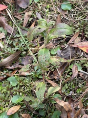 Persicaria virginiana