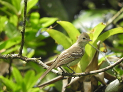 Elaenia flavogaster