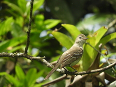 Elaenia flavogaster