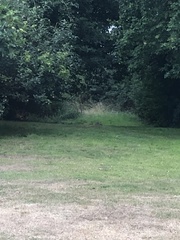 Oryctolagus cuniculus