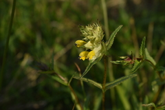 Rhinanthus minor