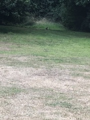 Oryctolagus cuniculus