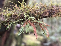 Micropolypodium okuboi