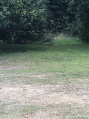 Oryctolagus cuniculus