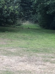 Oryctolagus cuniculus