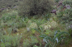 Leontice ewersmannii