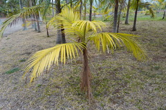 Acanthophoenix rousselii