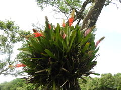 Aechmea nudicaulis