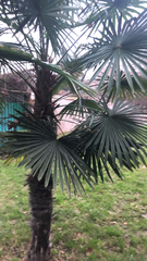 Trachycarpus fortunei