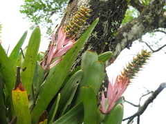 Aechmea nudicaulis