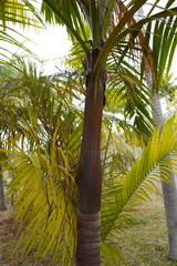 Acanthophoenix rousselii