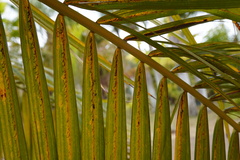 Acanthophoenix rousselii