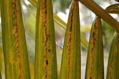 Acanthophoenix rousselii