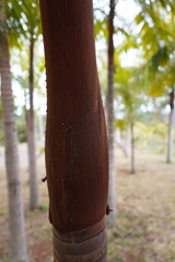 Acanthophoenix rousselii