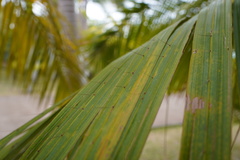 Acanthophoenix rousselii