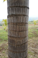 Acanthophoenix rousselii