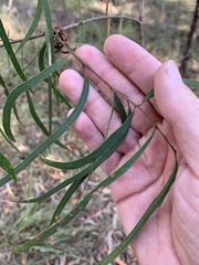 Eucalyptus exserta