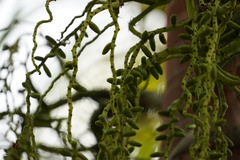Acanthophoenix rousselii
