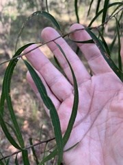Eucalyptus exserta