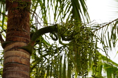 Acanthophoenix rousselii