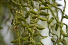 Acanthophoenix rousselii