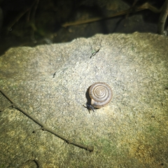 Aegista
