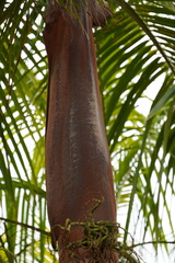Acanthophoenix rousselii