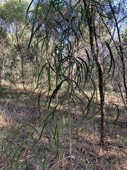 Eucalyptus exserta