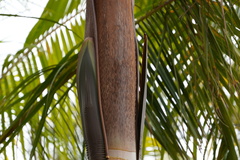 Acanthophoenix rousselii