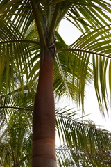 Acanthophoenix rousselii