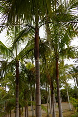 Acanthophoenix rousselii